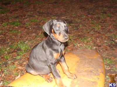 Doberman Pinscher Puppies in FL